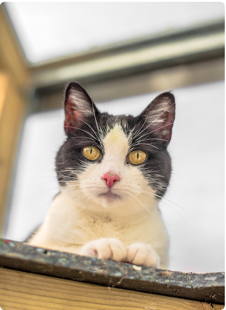 the-nice-way-to-stop-cats-on-the-counters-bath-cats-dogs-home